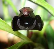 Orqu&iacute;dea
